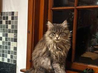 Maine Coon cats Beautiful and gentle girl looking for loving home - Advert 9