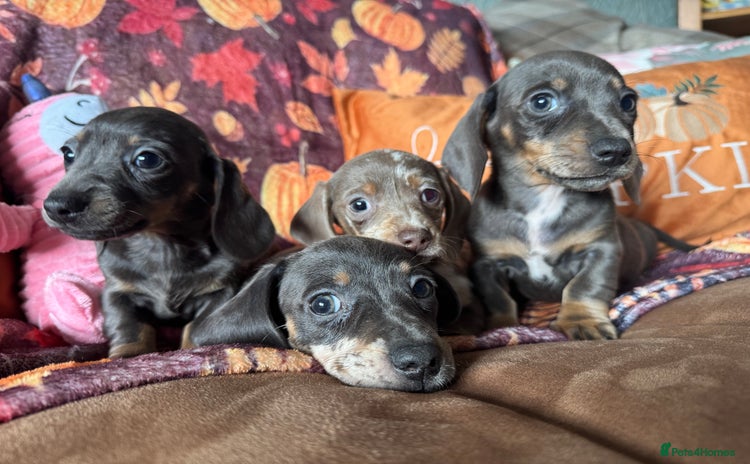 Miniature Dachshund dogs - Advert 1