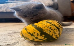 British Shorthair cats for sale: 💙GCCF MALE BSH KITTENS OUTSTANDING CHAMPION LINES - Image 25