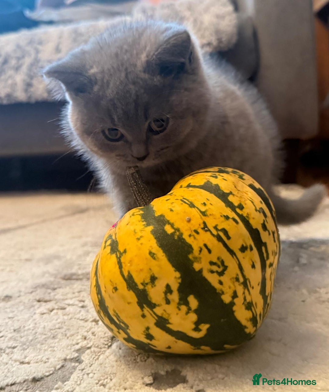 British Shorthair cats for sale: 💙GCCF MALE BSH KITTENS OUTSTANDING CHAMPION LINES - Image 25