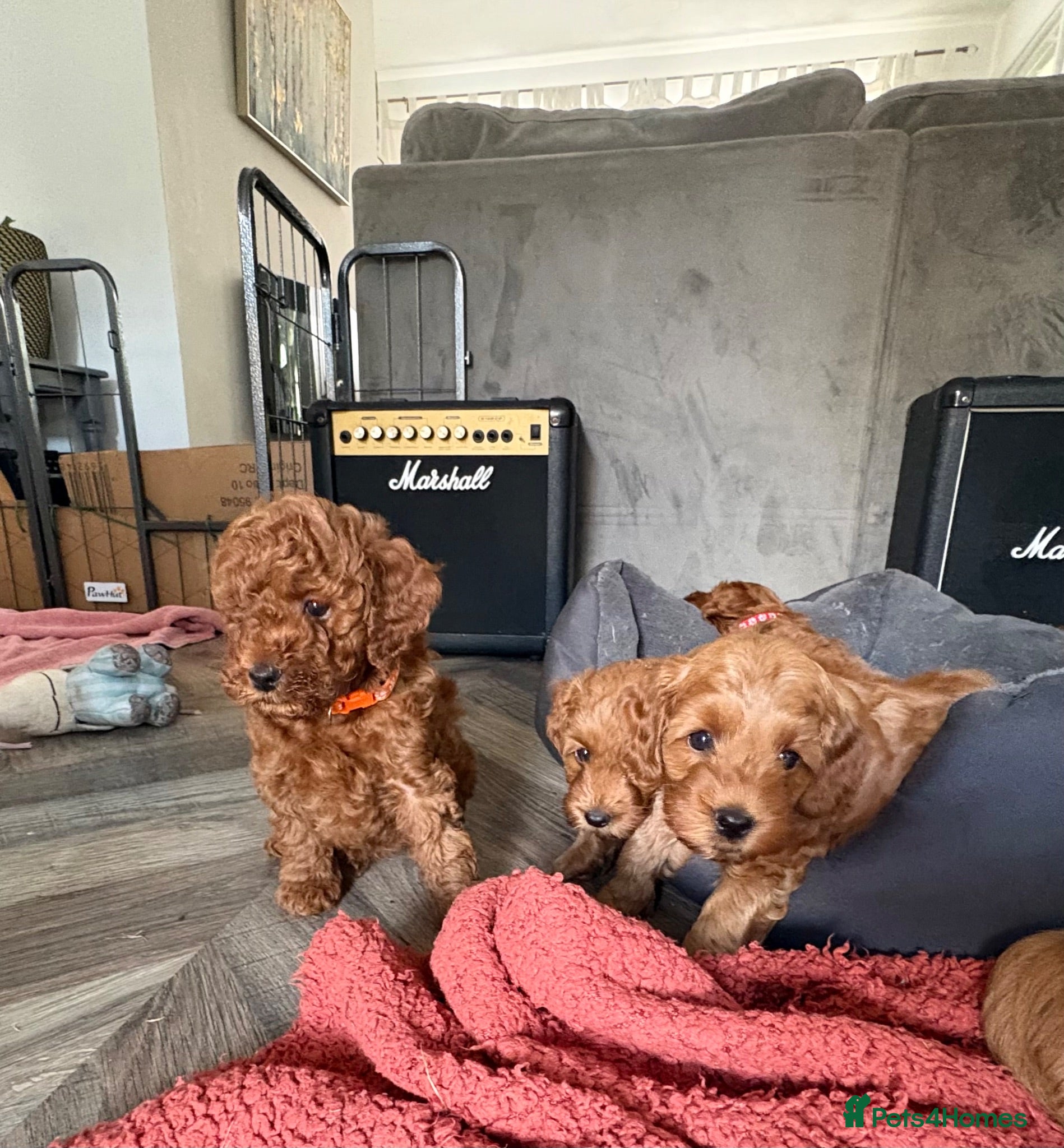 Cockapoo dogs F1B miniature cockapoo puppies. - Advert 5