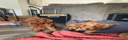 Cockapoo dogs for sale: F1B miniature cockapoo puppies. - Advert 4