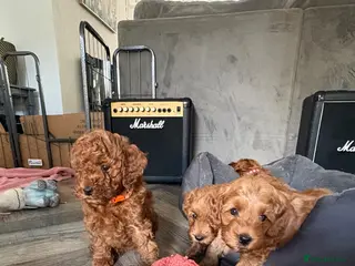 Cockapoo dogs F1B miniature cockapoo puppies. - Advert 5