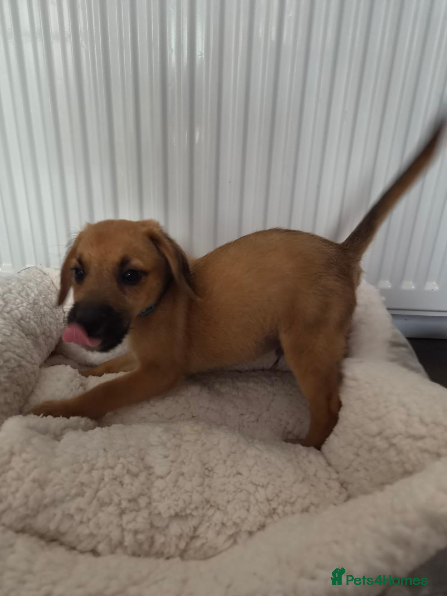 Beagle dogs 1 girl 2 boys Beaglepoo/poogles - Advert 1