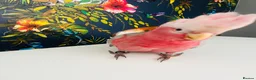 Cockatoo birds for sale: This is Elvis, extremely loving and a lot of fun in Colchester - Advert 10