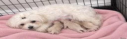 Maltipoo dogs for sale: Stunning little Maltipoo puppies ❤️ - Advert 3