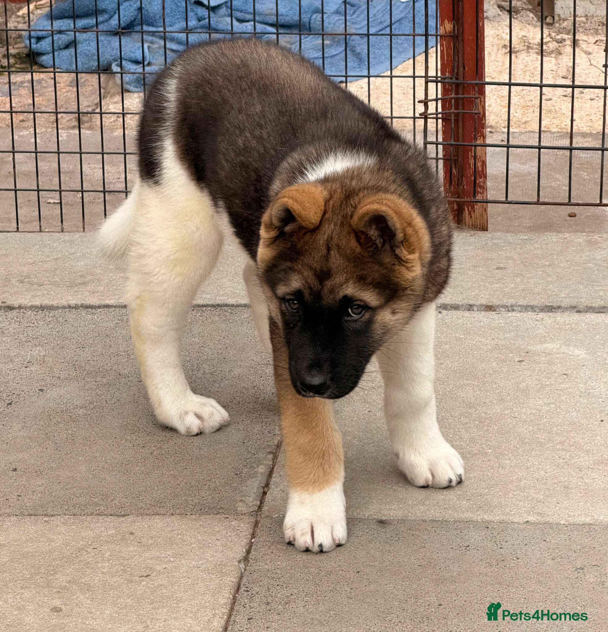 Akita dogs for sale: American Akita  - Advert 3