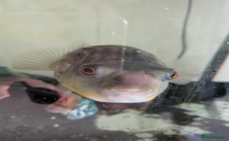 Pufferfish fish - Advert 2