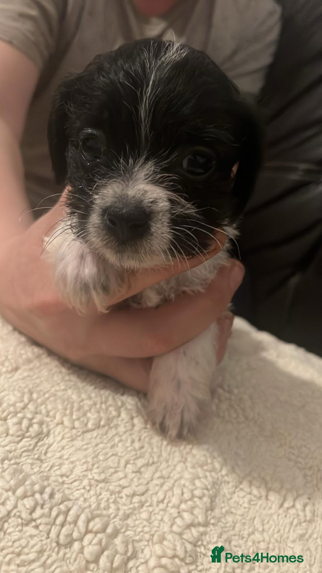 Mixed Breed dogs for sale: Poochon cross schweenie  - Advert 14