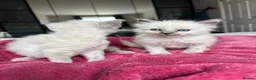 Ragdoll cats for sale: Blue point Ragdoll kittens  - Advert 14