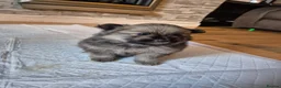 Pomeranian dogs for sale: 1 beautiful pomeranian boy  - Advert 32