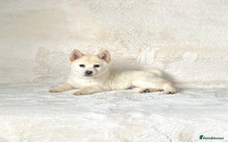 Siberian Husky dogs for sale: Stunning exotic colour chowsky puppies for sale - Image 36