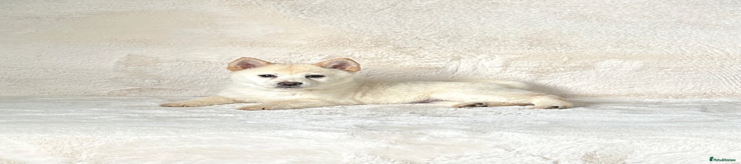 Female Puppy 7 