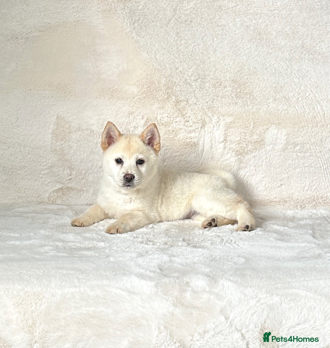Siberian Husky dogs for sale: Stunning exotic colour chowsky puppies for sale - Image 36