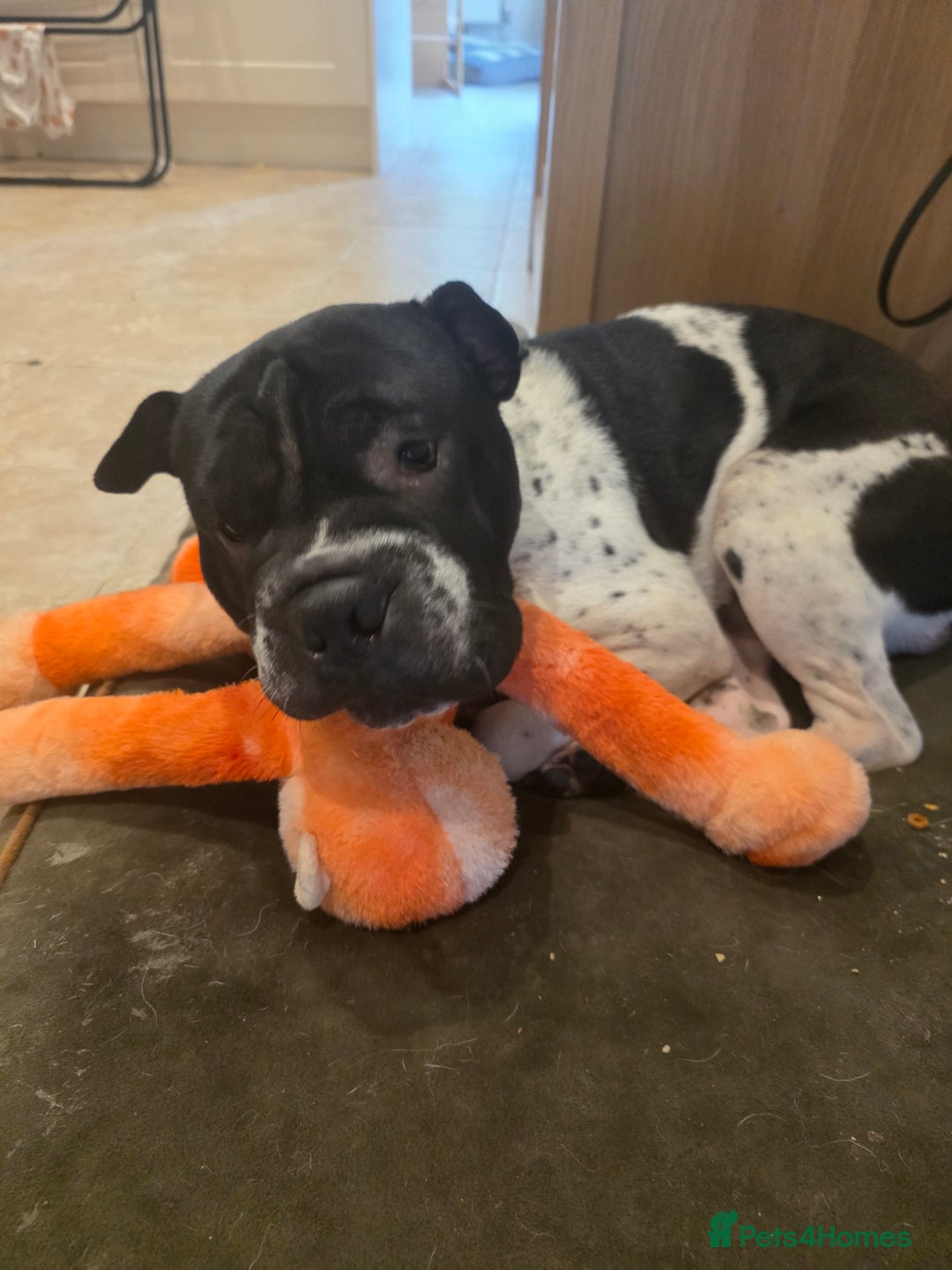 Mixed Breed dogs for sale: Sharpei cross breed - Advert 5