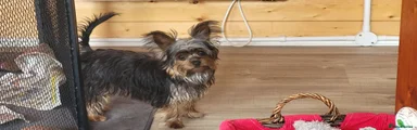 Yorkshire Terrier 1