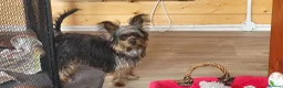 Yorkshire Terrier dogs for sale: Stunning Yorkshire Terrier puppies.  - Advert 20