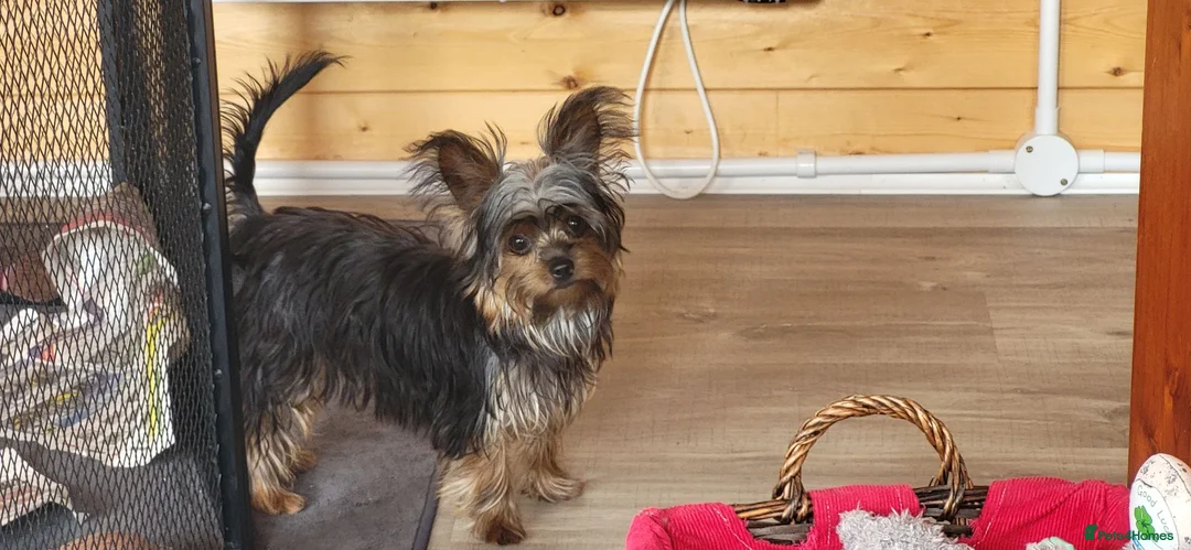 Yorkshire Terrier dogs for sale: Stunning Yorkshire Terrier puppies.  - Advert 20