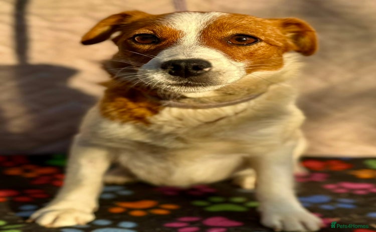 Jack Russell dogs - Advert 1