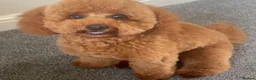 Cavapoo dogs for sale: Waiting List Open-Deep Fox Red Cavapoos - 27th Aug - Advert 6
