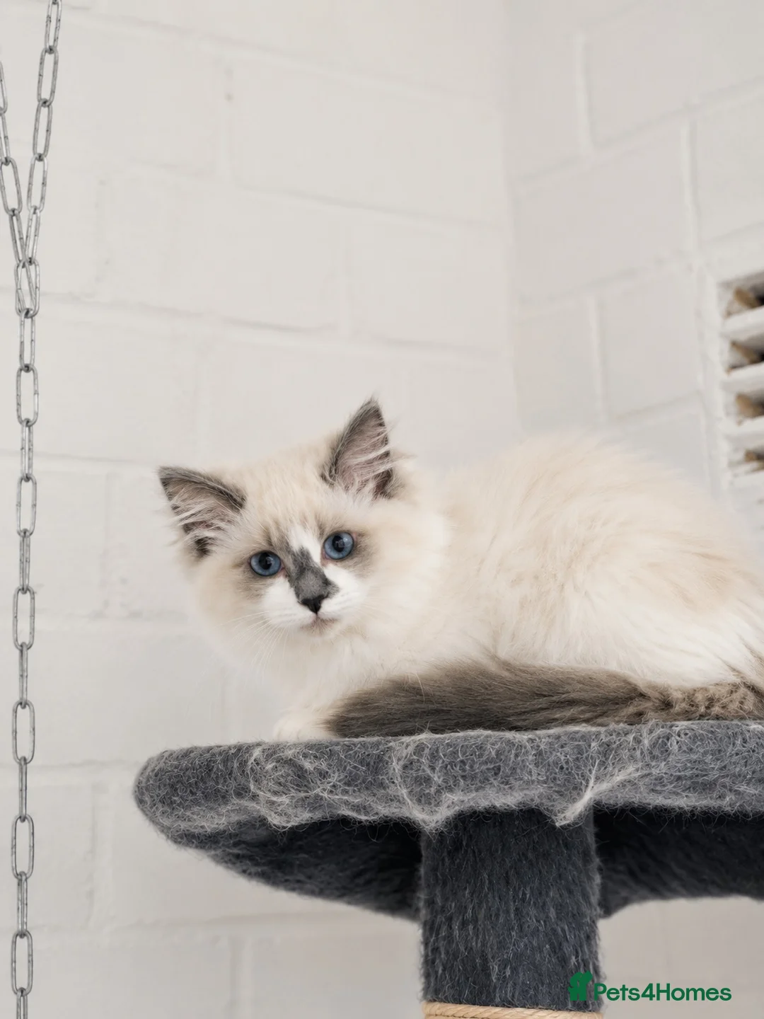 Ragdoll cats for sale: Ragdoll male  - Advert 2