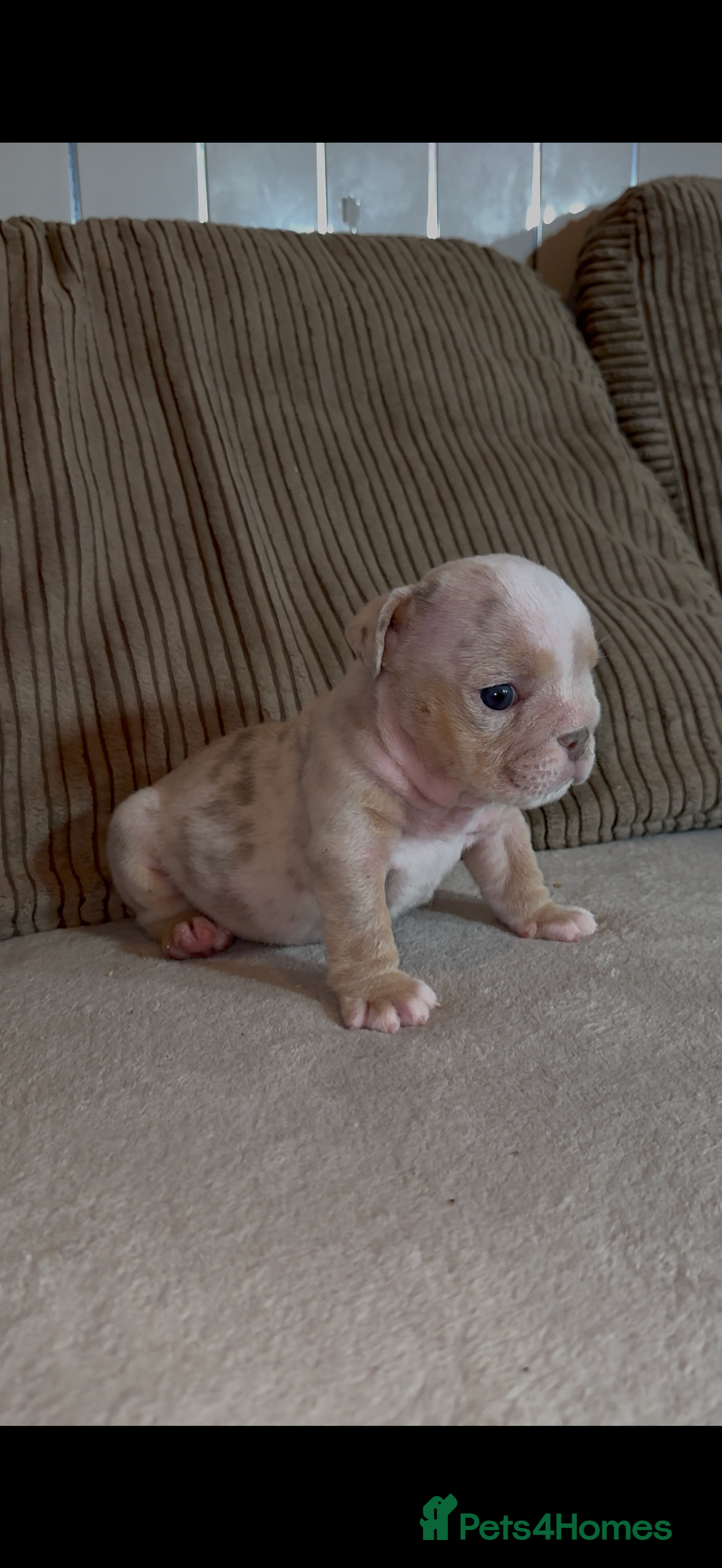English Bulldog dogs for sale: Quality Merle puppies 🐶 🔥 🔥 🔥  - Advert 3