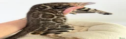 Bengal cats for sale: Beautiful Bengal Kittens Available for Reservation - Advert 4
