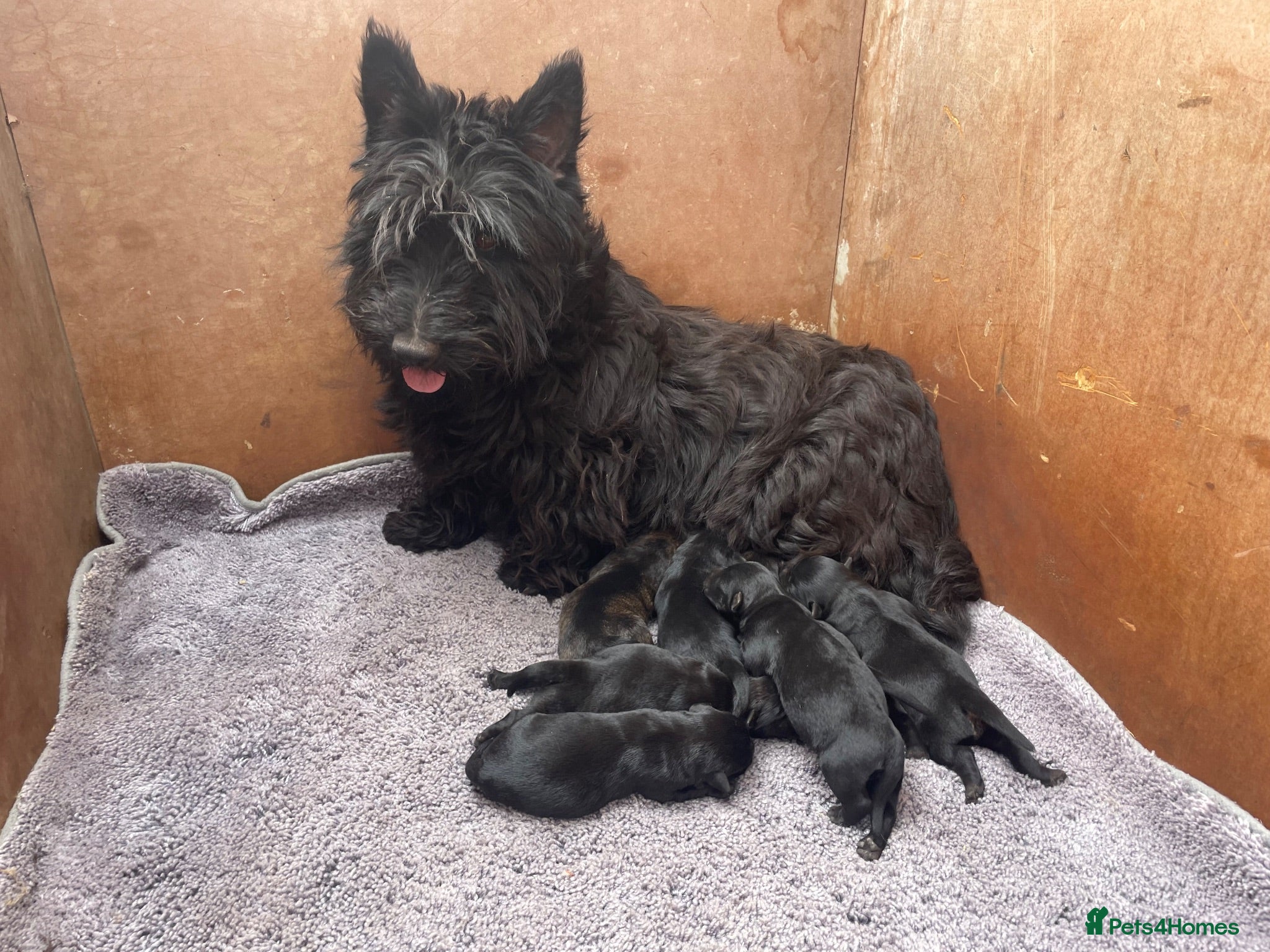 Mixed Breed dogs Scottish terrier x miniature schnauzer  - Advert 1
