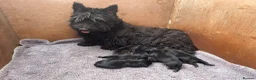 Mixed Breed dogs for sale: Scottish terrier x miniature schnauzer  in Huntingdon - Advert 1