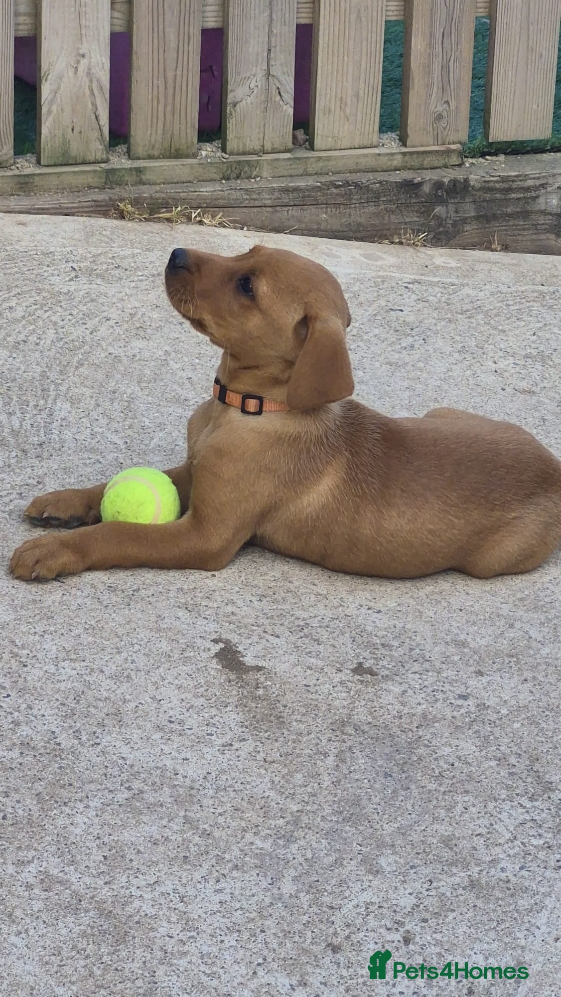 Labrador Retriever dogs KC Reg Labrador Pups Ready Now  - Advert 4