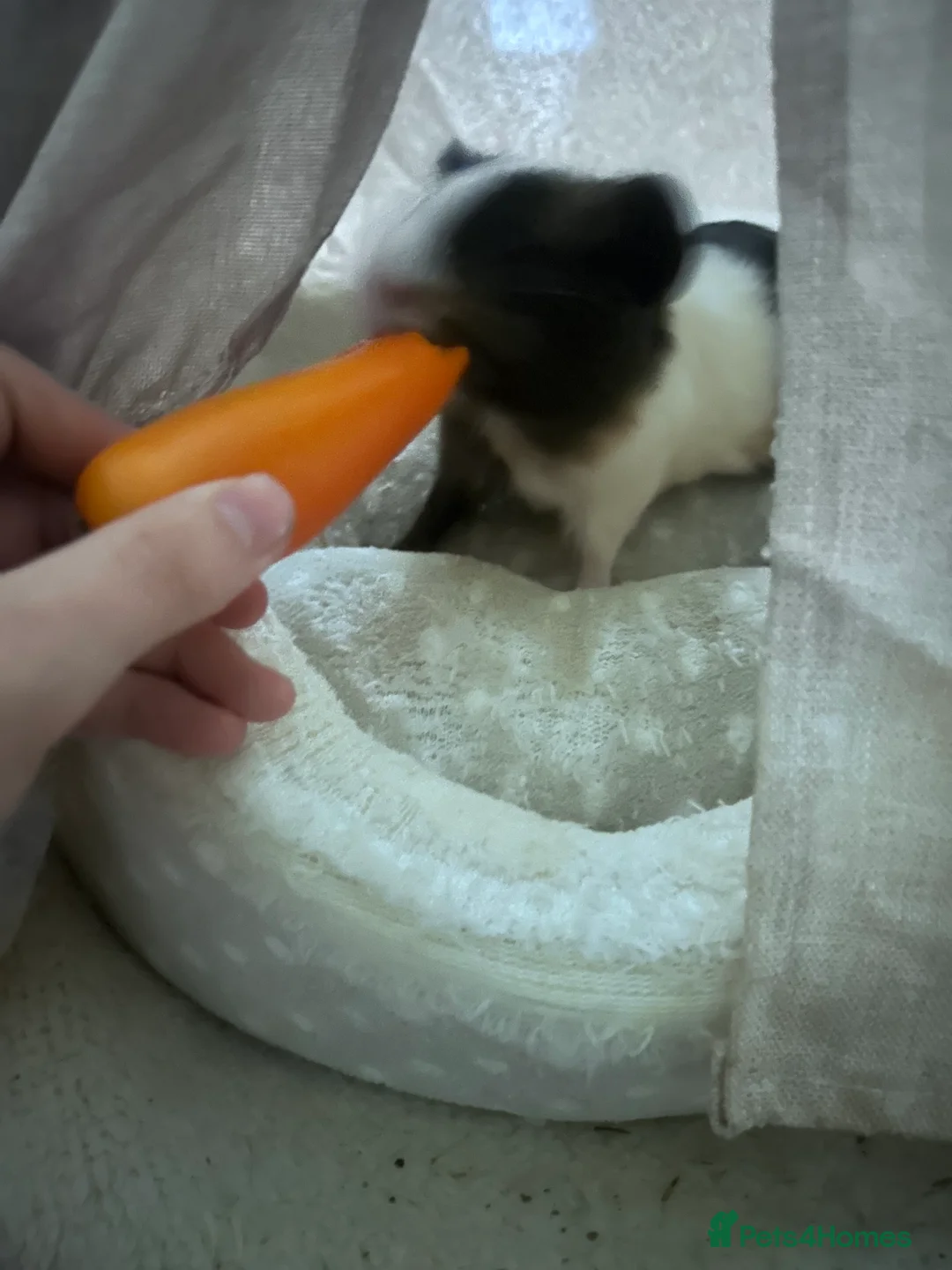 Guinea Pig rodents for sale: piglet and roo in London - Advert 5