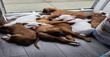 Boxer dogs - Advert 1