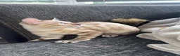 Bengal cats for sale: Stunning Bengal kittens - Advert 4