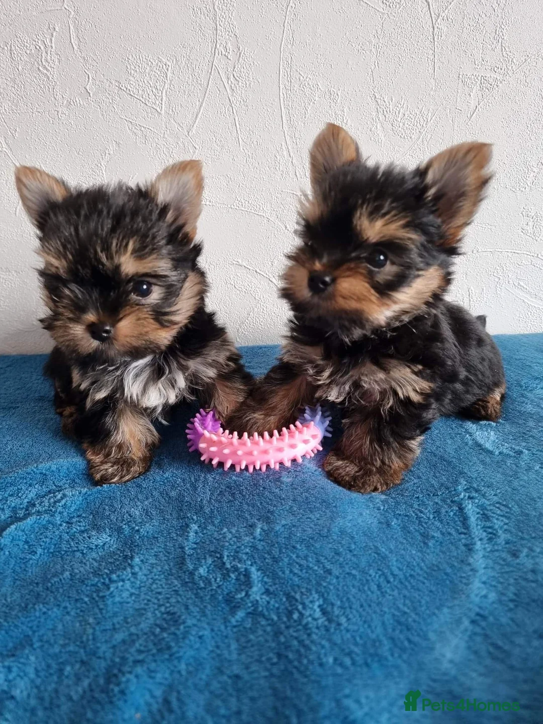 Yorkshire Terrier dogs for stud: Super small Yorkie with short muzzle DNA tested in Sheffield - Advert 14
