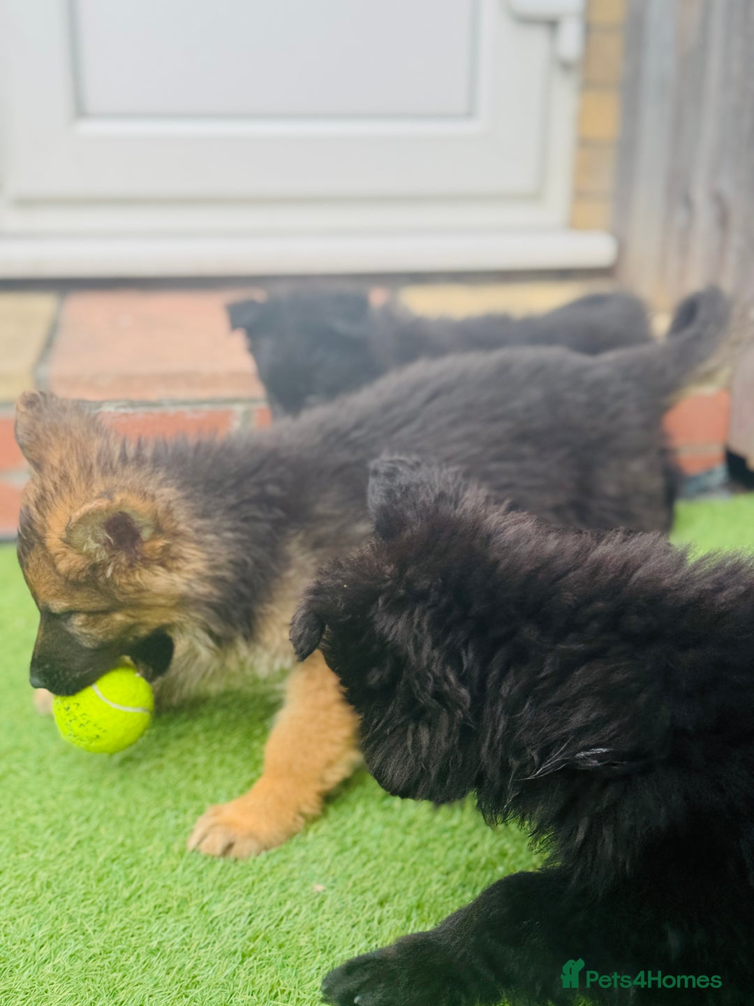 Mixed Breed dogs for sale: G.Sehepherd&white swiss Shepherd long coat puppies - Image 5
