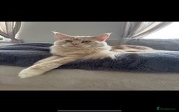 Maine Coon cats for sale: 4 big pure gorgeous Mainecoon boys  - Image 25