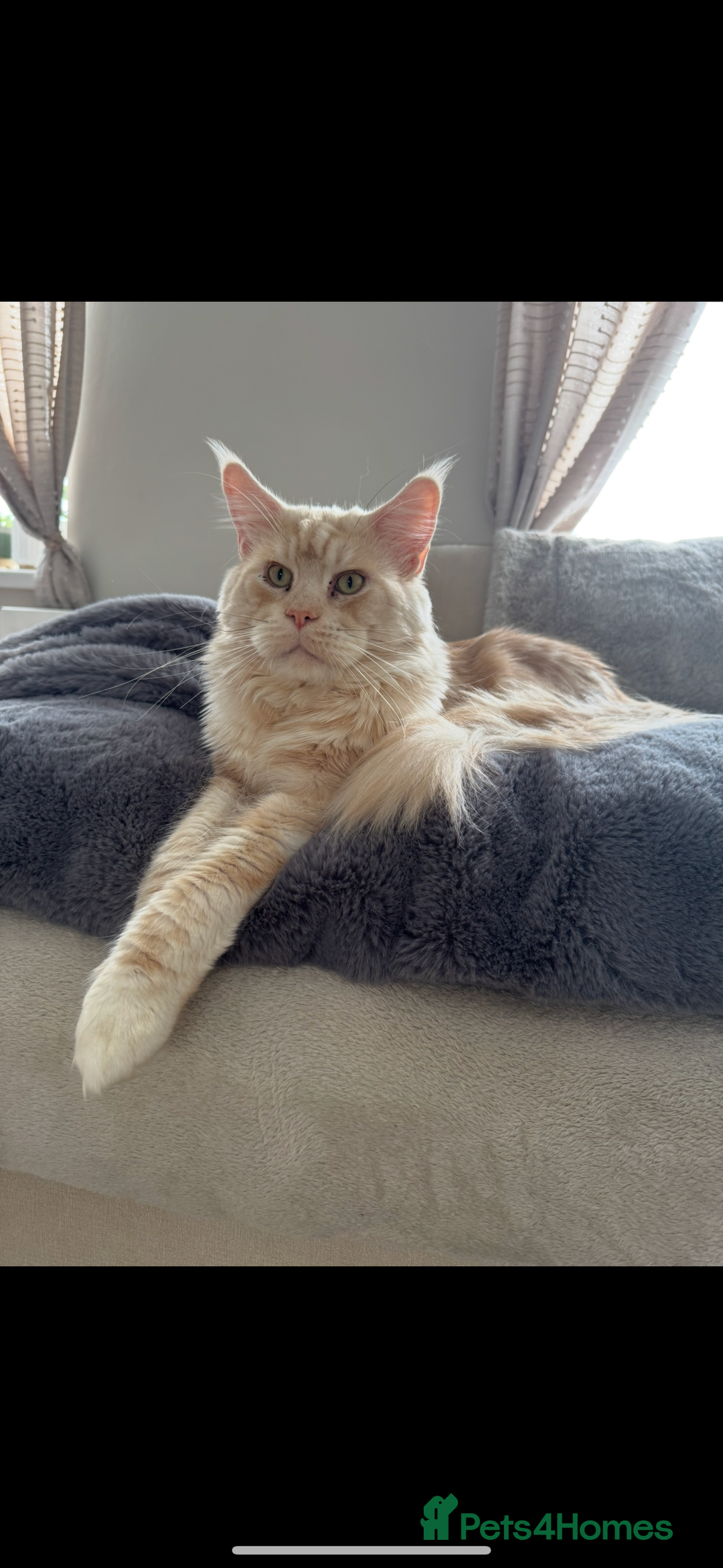 Maine Coon cats for sale: 4 big pure gorgeous Mainecoon boys  - Image 25