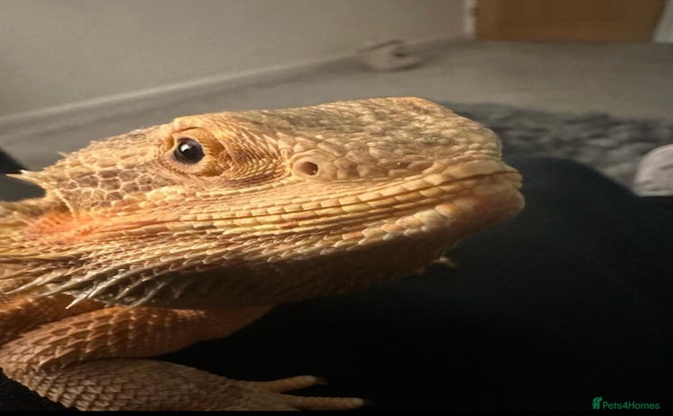 Bearded Dragon reptiles - Advert 1
