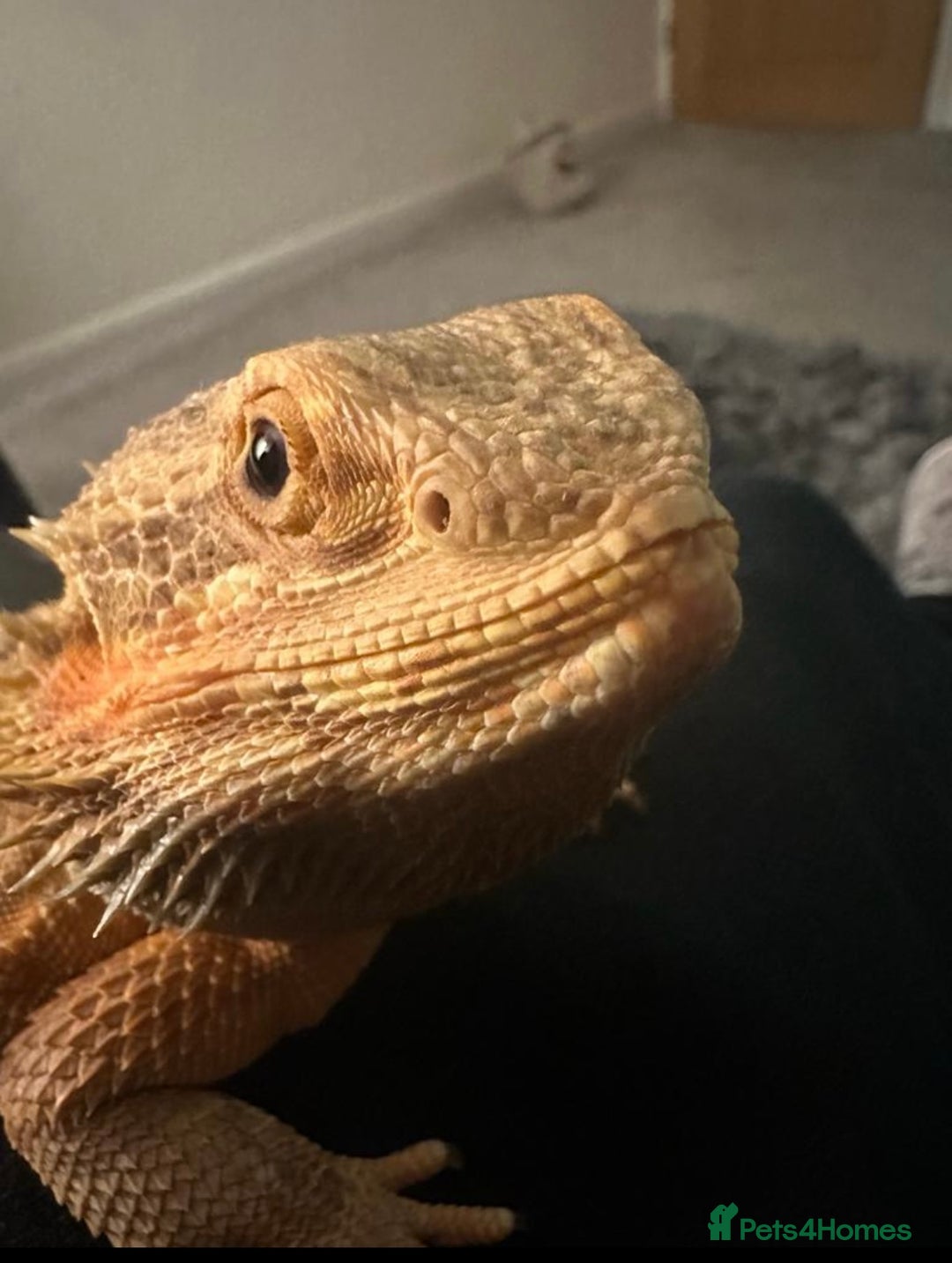Bearded Dragon reptiles for sale: Bearded dragon - Image 1