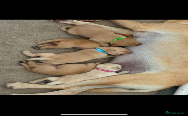 Labrador Retriever dogs - Advert 4