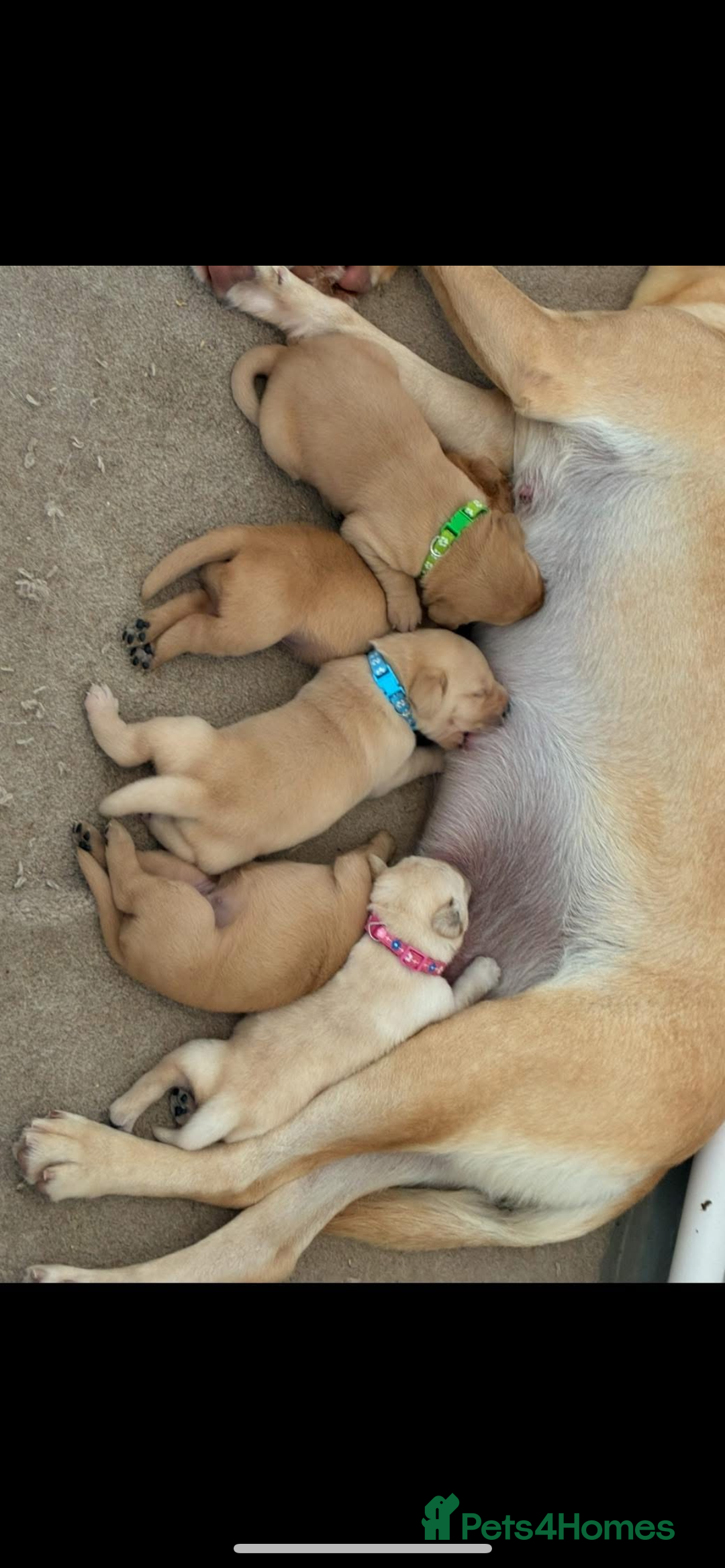 Labrador Retriever dogs for sale: 5 kc Labrador pups 4 available  - Image 1