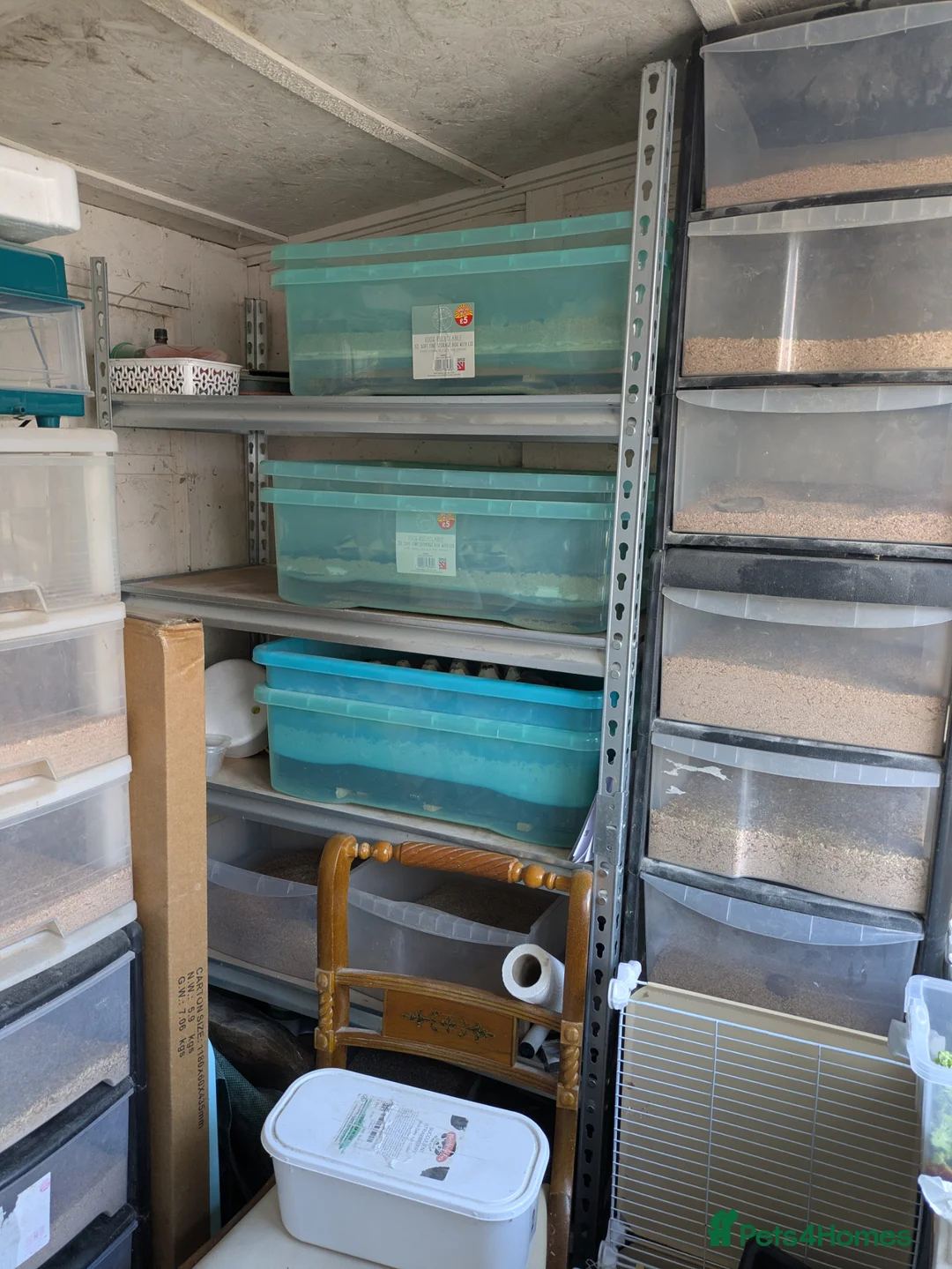 Mixed Breed birds for sale: Mealworm farm for sale - Advert 2