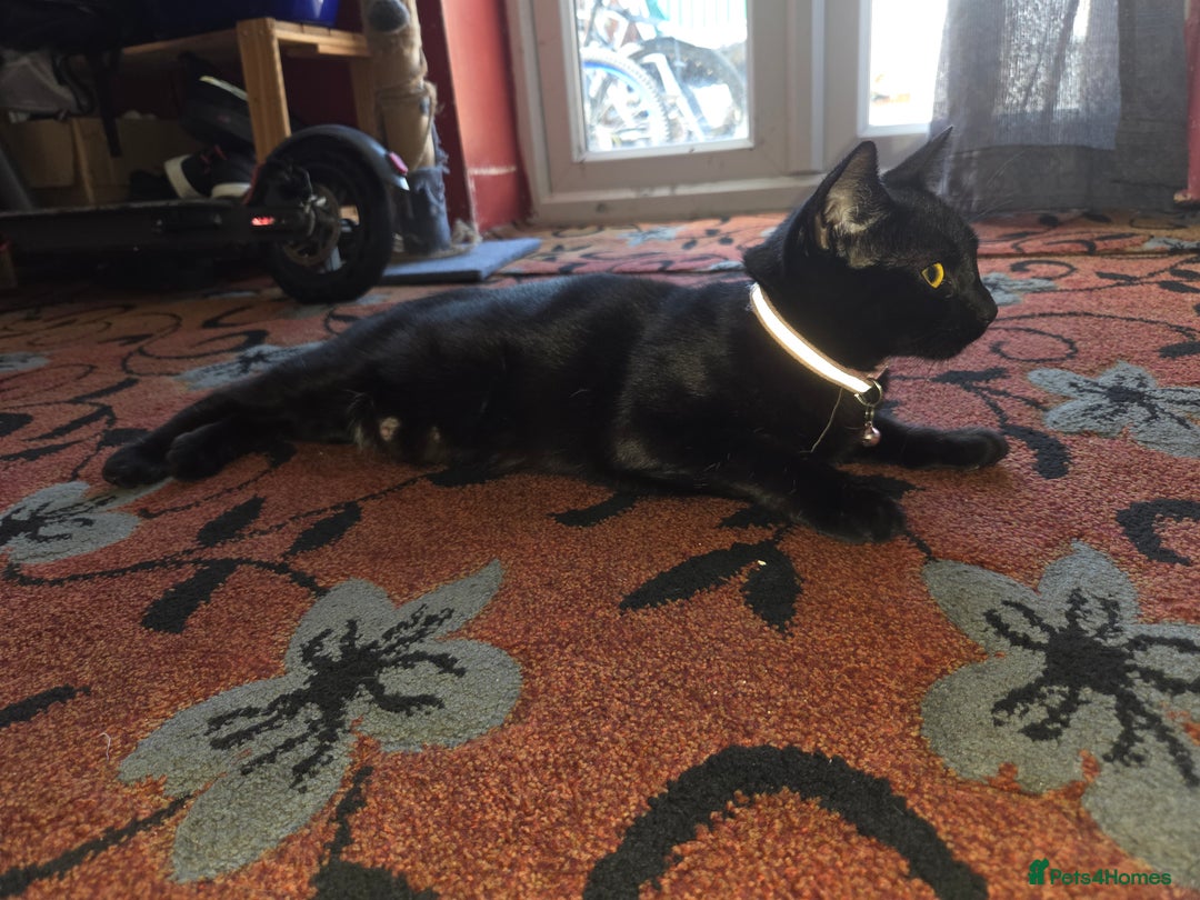 Mixed Breed cats for sale: 5 months kittens for sale - Image 3