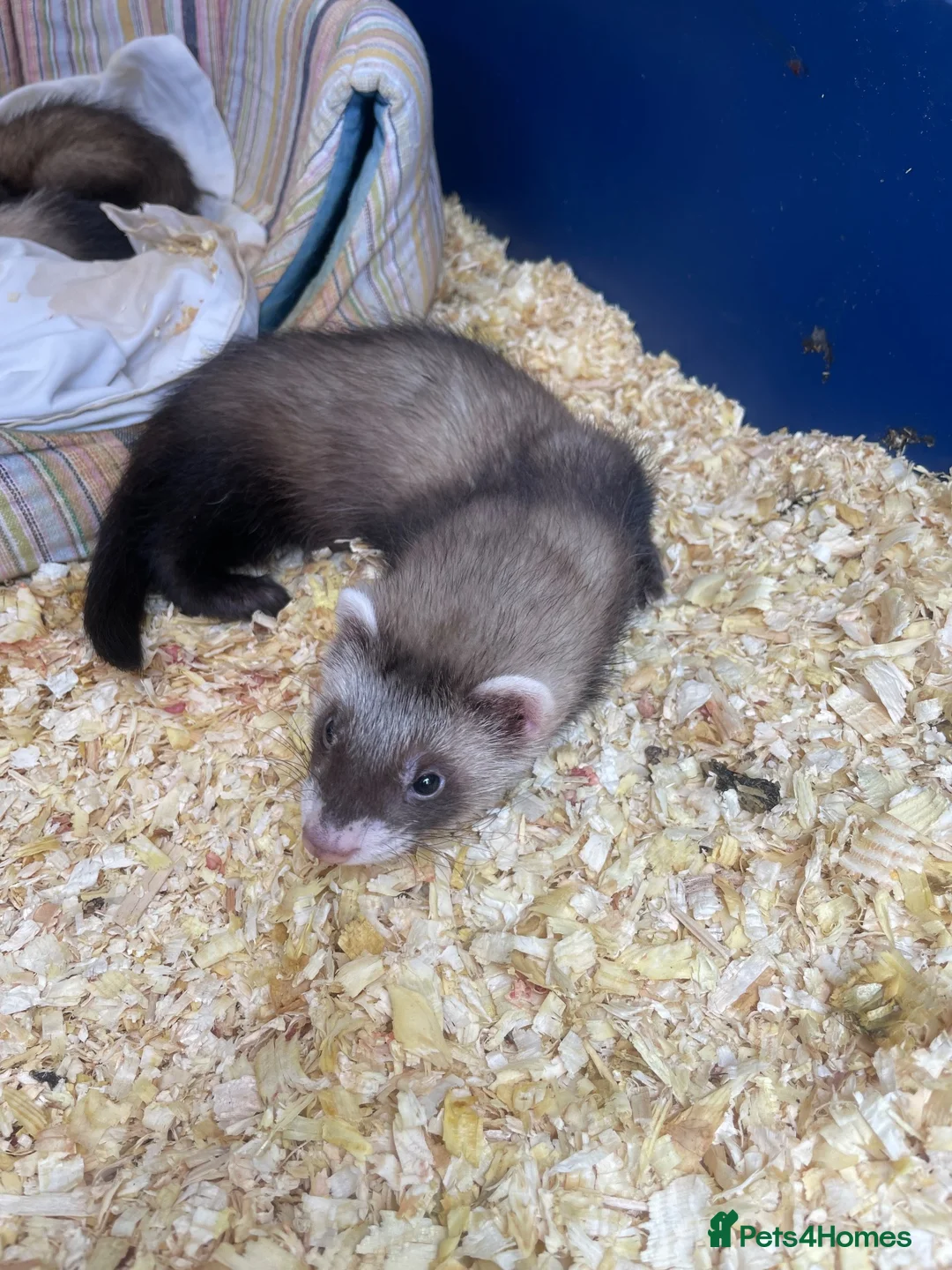 Ferret rodents for sale: Ferrets  in Sheffield - Advert 3