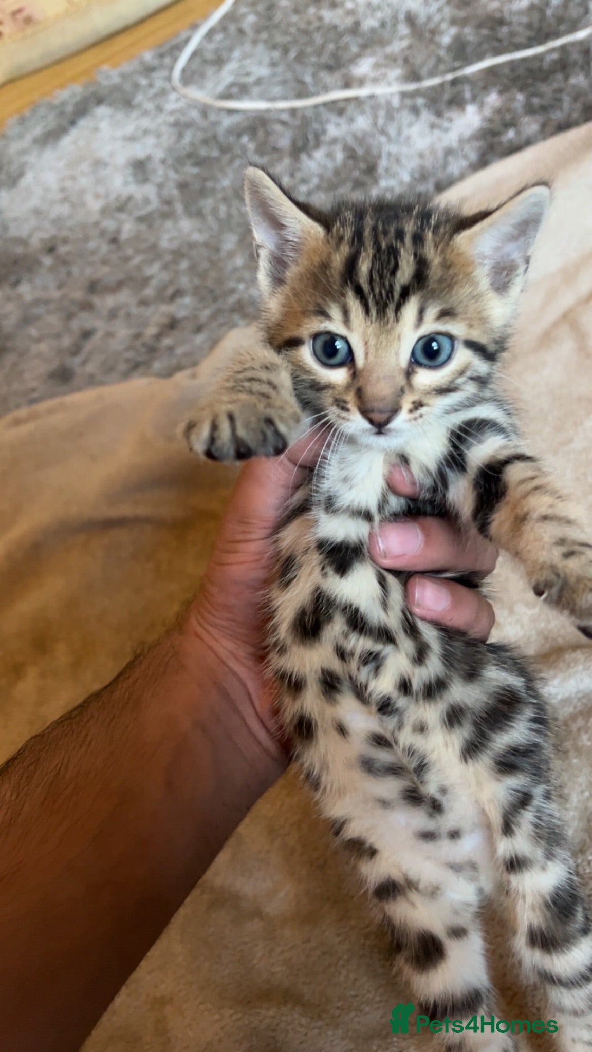 Bengal cats 🐆Tica reg kittens available 🐆 - Advert 5
