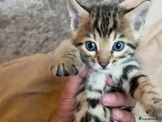 Bengal cats 🐆Tica reg kittens available 🐆 - Advert 5