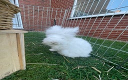 Lionhead rabbits for sale: 2 bonded rabbits  - Image 3