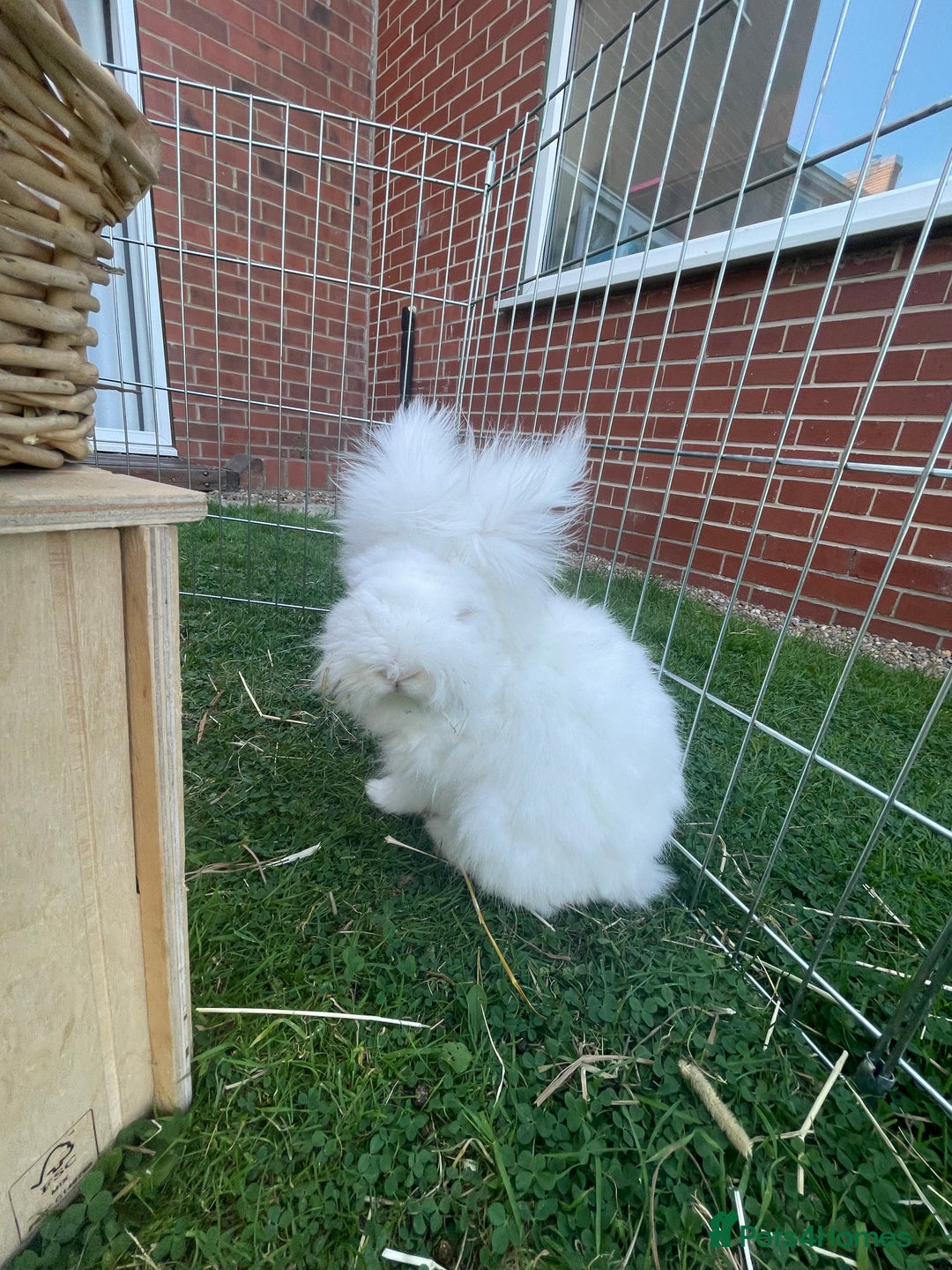 Lionhead rabbits for sale: 2 bonded rabbits  - Image 3