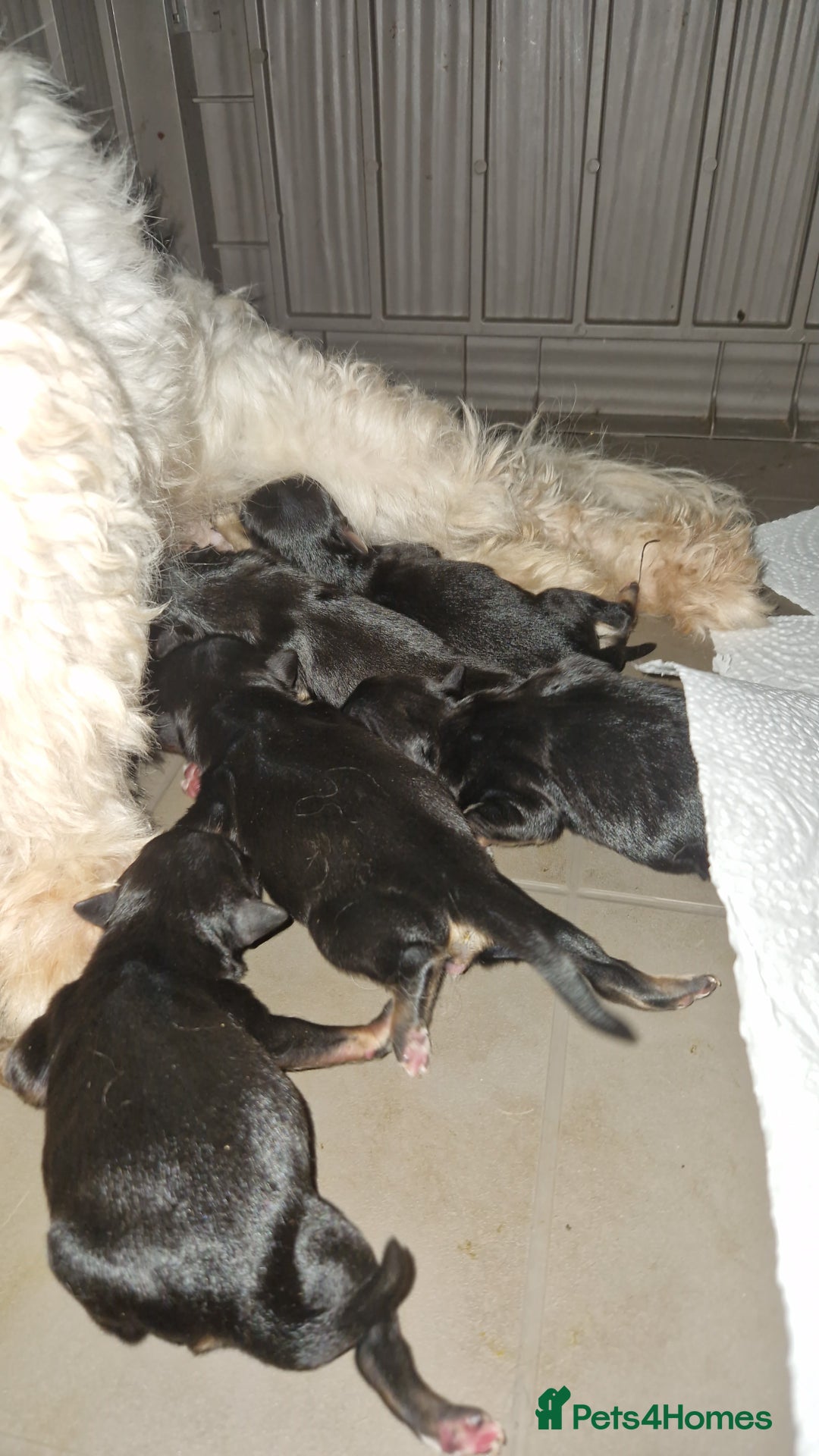 Mixed Breed dogs for sale: Pomeranian X Maltese maltipoms puppies rare  - Image 1