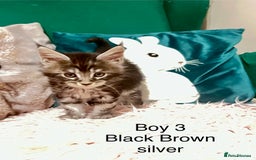 Maine Coon cats for sale: XXL Maine Coon kittens 🔥rare Black Smoke  - Image 26